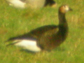 Red-breasted Goose x Barnacle Goose hybrid